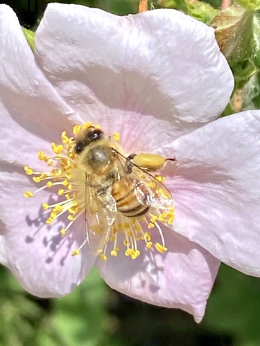 iNaturalist observation photo of Western Honey Bee