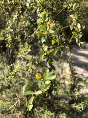 Berberis boliviana