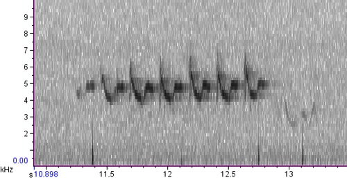 Myrtle Warbler photographed in Maine
