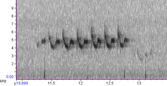 Yellow-rumped Warbler