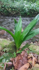 Collabieae