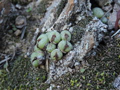 Conophytum