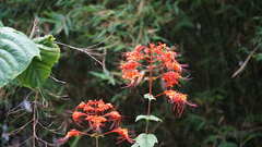 Clerodendrum japonicum