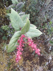 Gaultheria bracteata