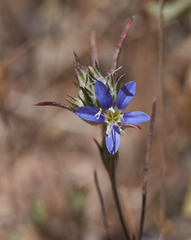 Eriastrum virgatum
