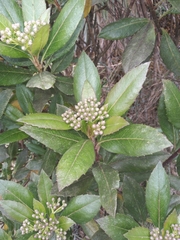 Baccharis pentlandii