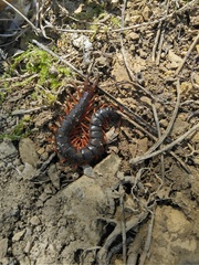 Scolopendra cingulata