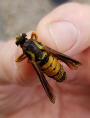 Paranthrene simulans