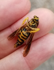 Paranthrene simulans