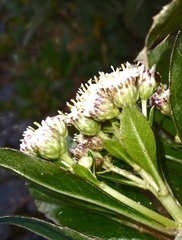 Baccharis pentlandii