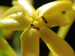 Monomorium havilandi