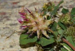 Trifolium spumosum