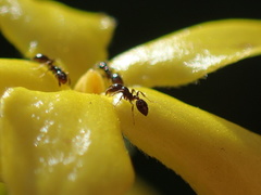 Monomorium havilandi