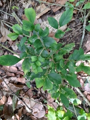 Magnoliopsida