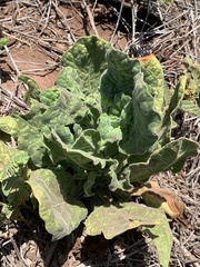 Nicotiana stocktonii