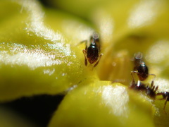 Monomorium havilandi