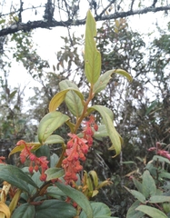 Gaultheria bracteata