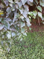 Rhoicissus rhomboidea