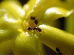 Monomorium havilandi