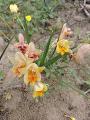 Freesia refracta