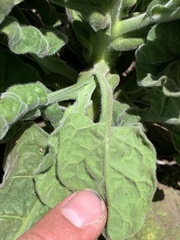 Nicotiana stocktonii