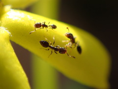 Monomorium havilandi