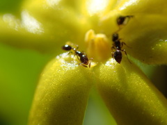 Monomorium havilandi