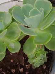 Sedum palmeri