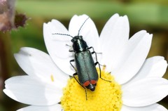 Clanoptilus spinipennis