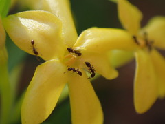 Monomorium havilandi