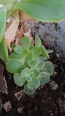 Sedum palmeri