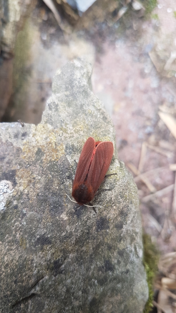 Ruby Tiger Moth in April 2022 by Michelle Sutton · iNaturalist