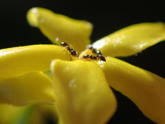 Monomorium havilandi