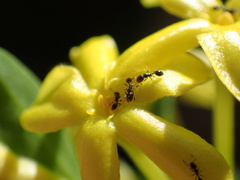 Monomorium havilandi