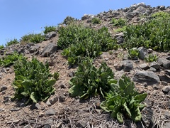 Nicotiana stocktonii