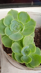 Sedum palmeri