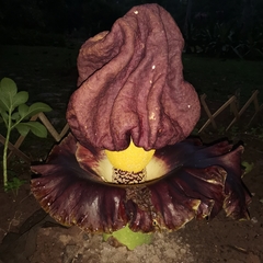 Amorphophallus paeoniifolius