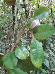 Magnoliopsida