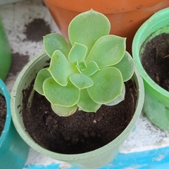 Sedum palmeri