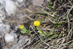 Ranunculus hybridus