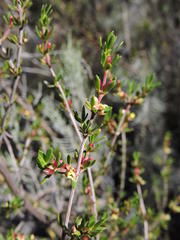 Anthosperminae