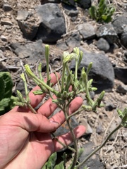 Nicotiana stocktonii