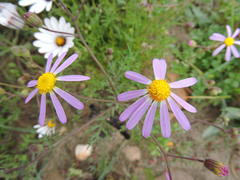 Senecio arabidifolius