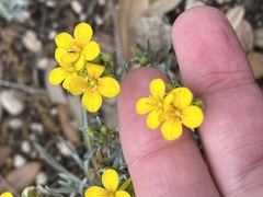 Physaria argyraea