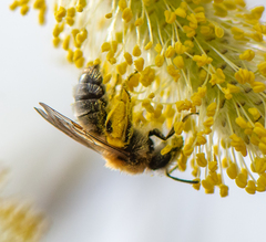 Andrena nitida
