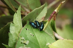 Altica cyanea