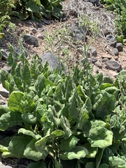 Nicotiana stocktonii