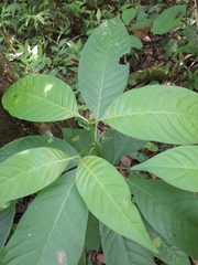 Rubiaceae