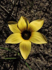 Romulea luteoflora