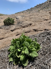 Nicotiana stocktonii